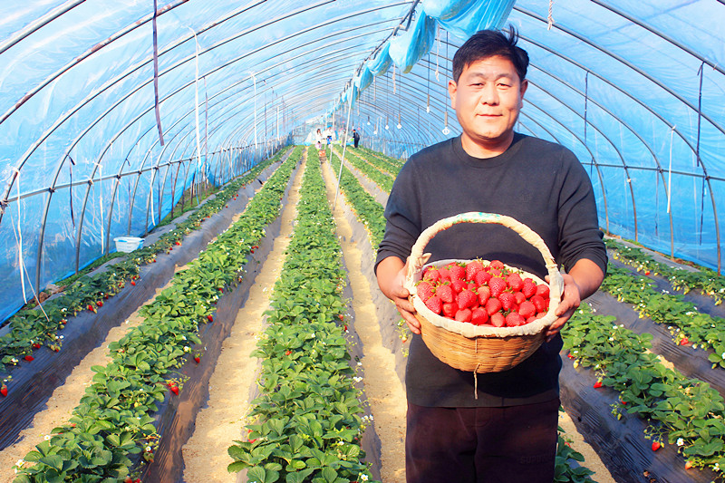 2025��ɽ�|��ݮ�a(ch��n)�I(y��)����A�M���_�����f���R�ϲ�ݮ�@��ժ�ý�